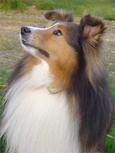 Publication : du Grand Pre D'Ortignac Auteur : Thébault