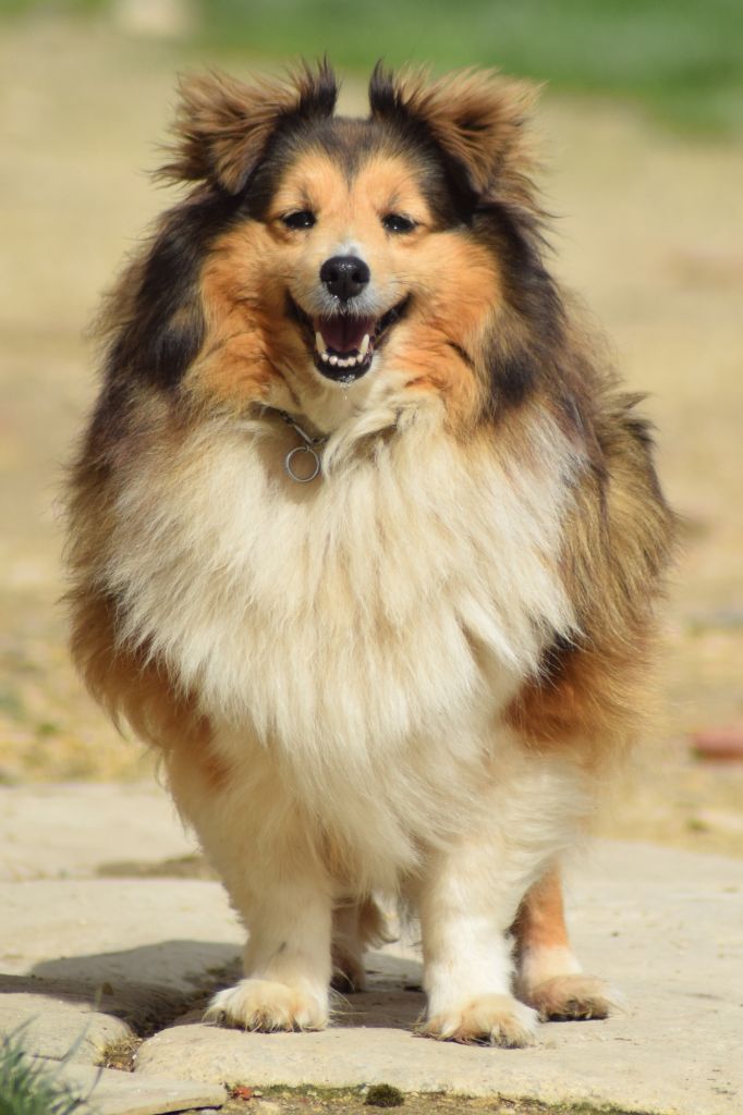 Colombe de la source du Montet