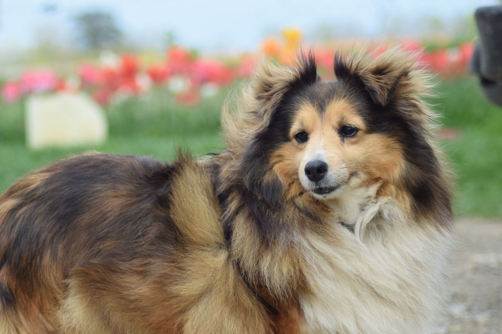 Colombe de la source du Montet