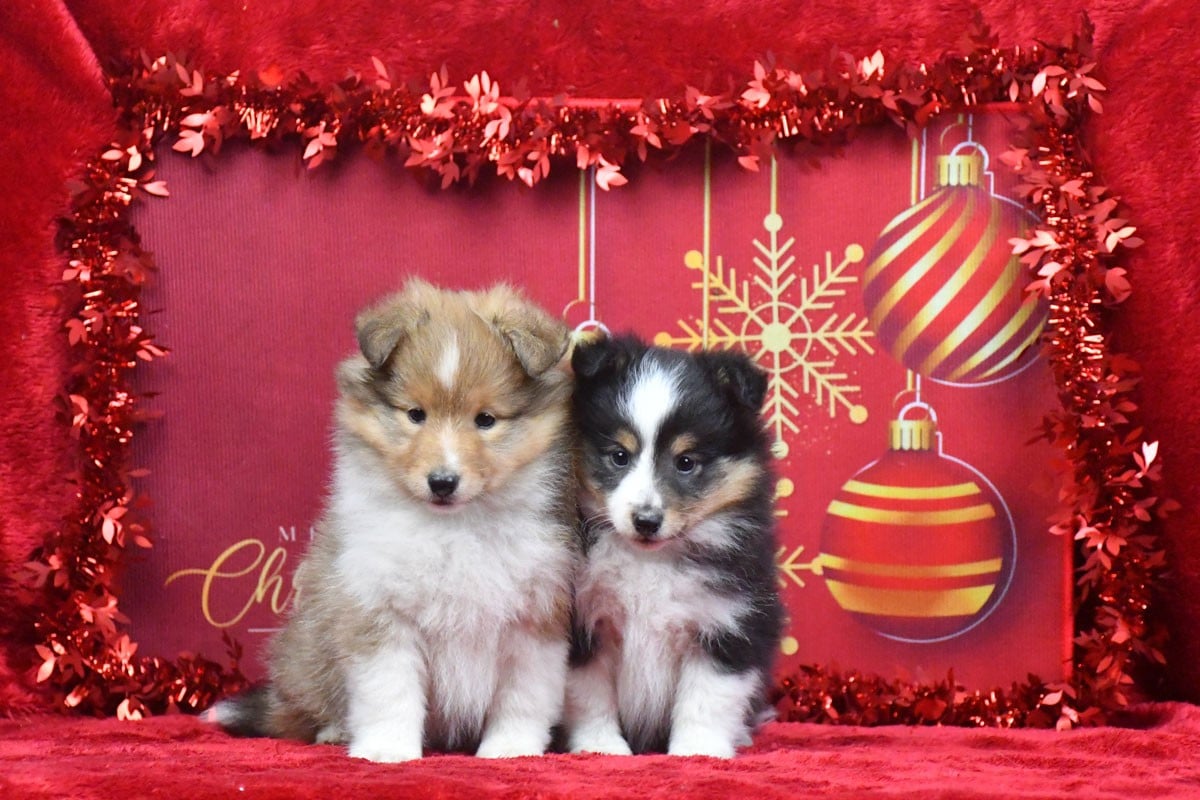 Shetland Sheepdog - de la source du Montet