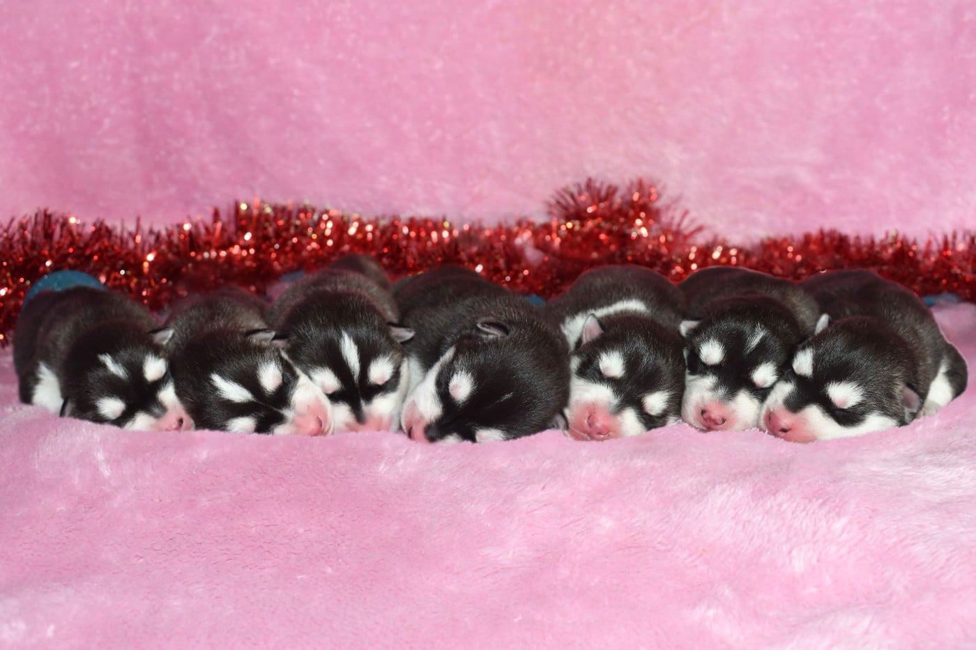 Siberian Husky - de la source du Montet