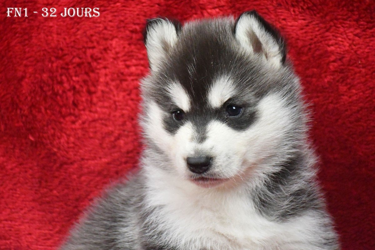 Siberian Husky - de la source du Montet