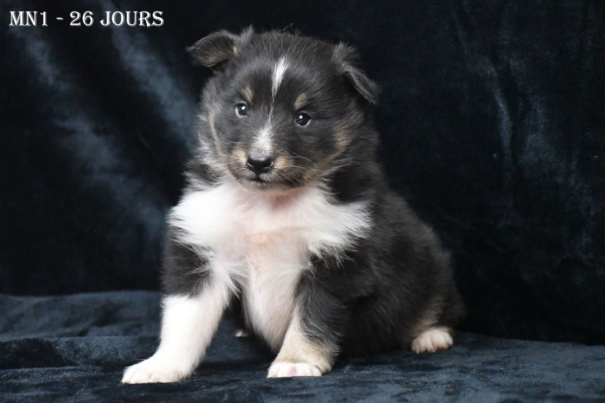 Chiot Shetland Sheepdog