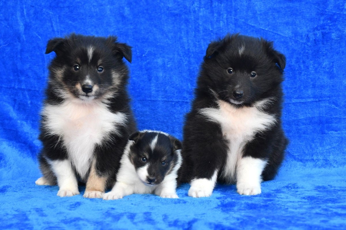 Shetland Sheepdog - de la source du Montet