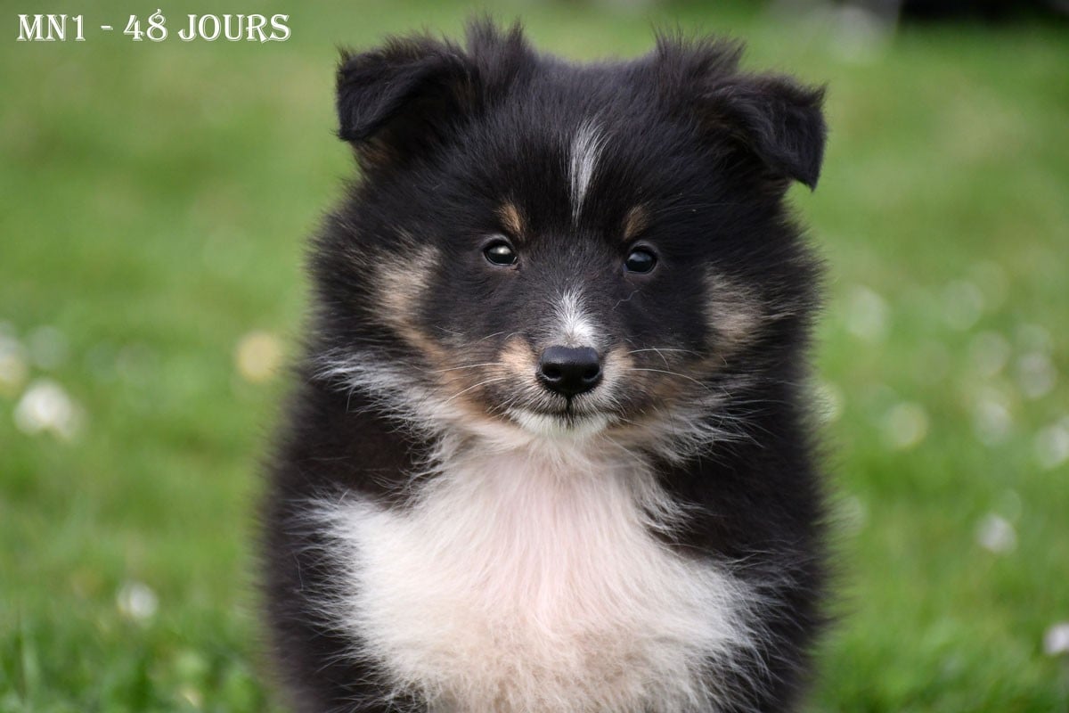 Shetland Sheepdog - de la source du Montet