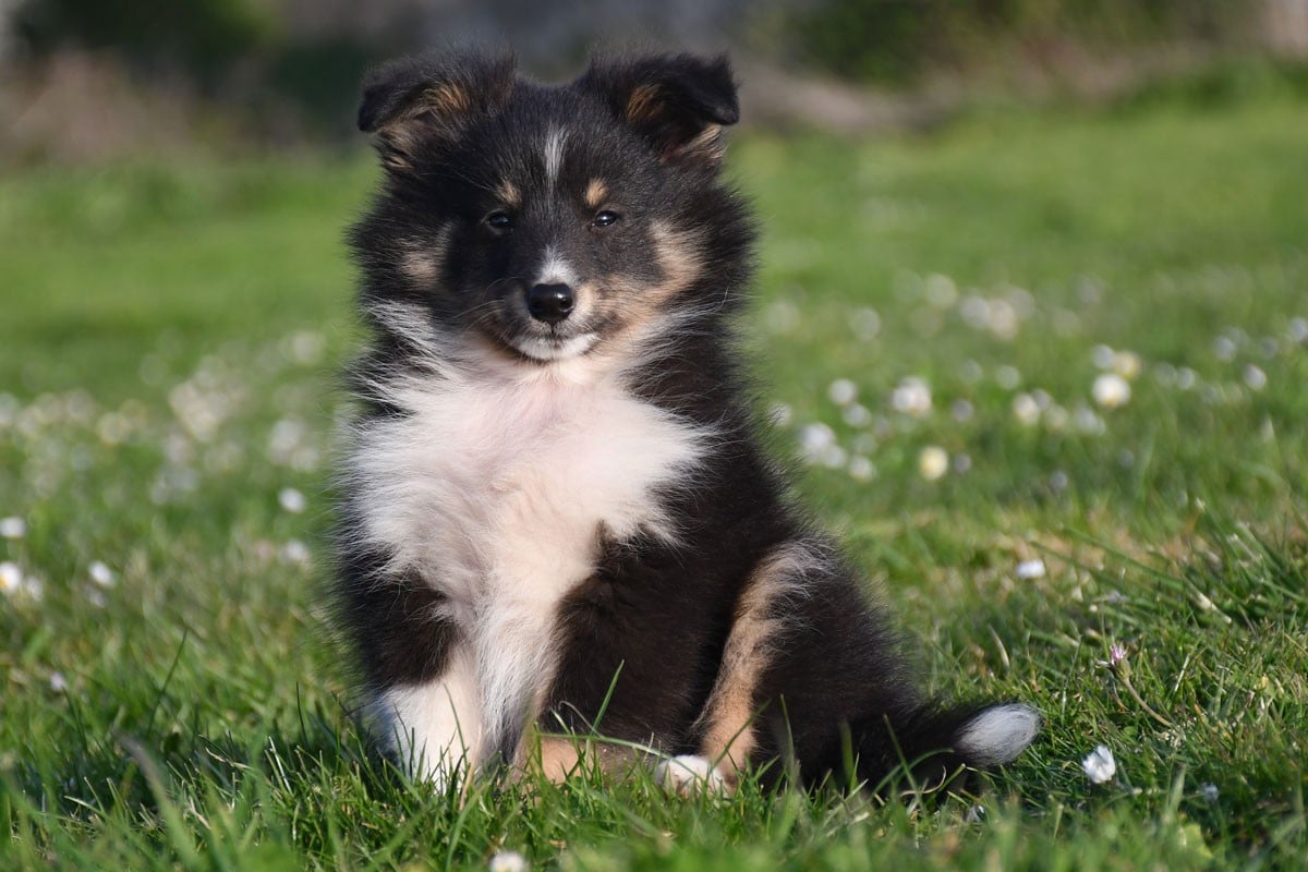 Shetland Sheepdog - de la source du Montet