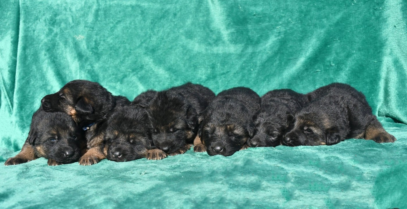 Berger Allemand - de la source du Montet