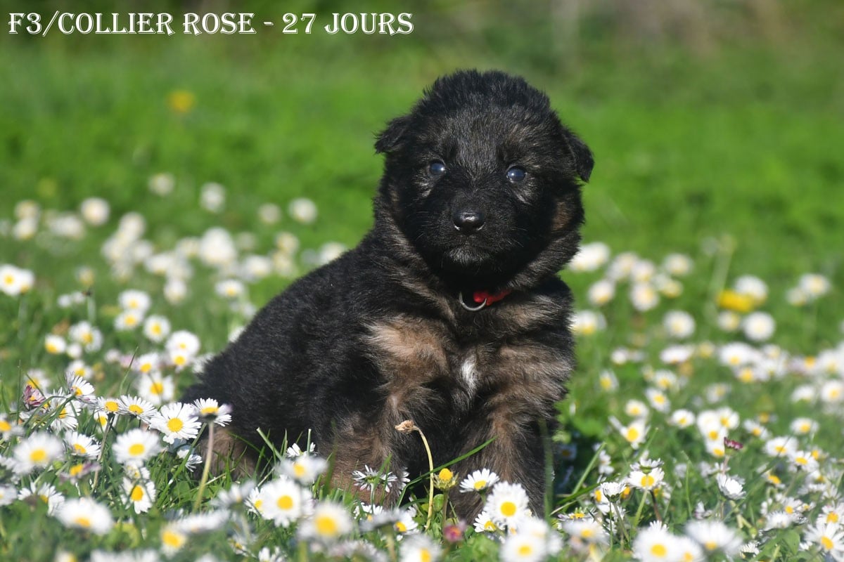 Berger Allemand - de la source du Montet