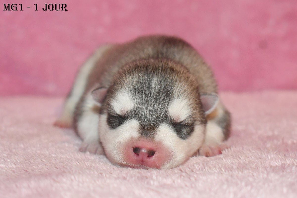 Mâle gris - Siberian Husky