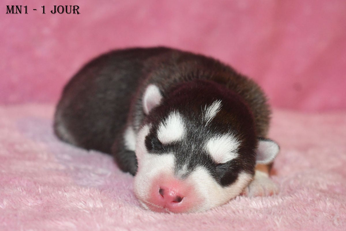 Mâle noir - Siberian Husky