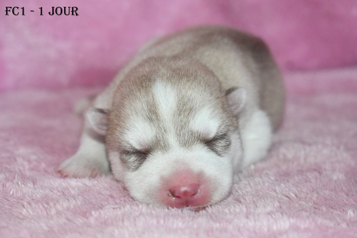 Femelle Cuivre - Siberian Husky
