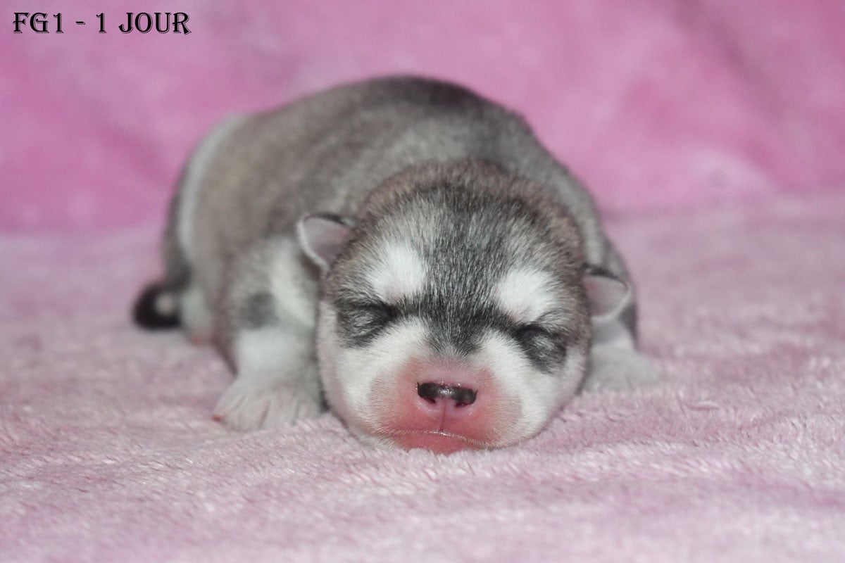 Femelle grise - Siberian Husky