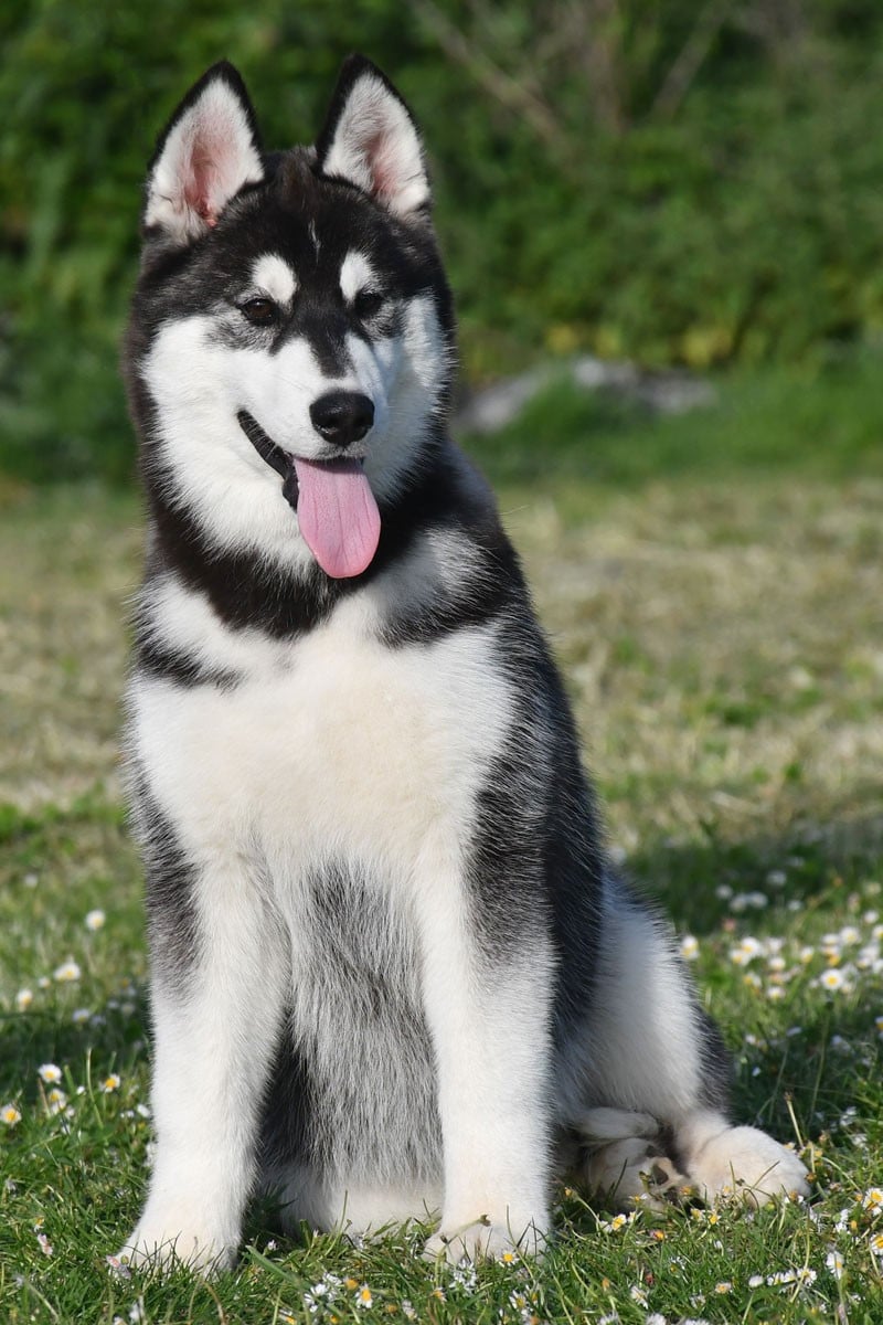 ARCTIC BOREAL