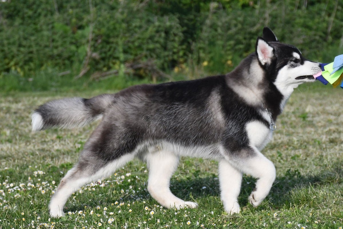 ARCTIC BOREAL