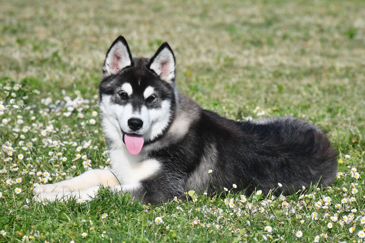 Siberian Husky - de la source du Montet