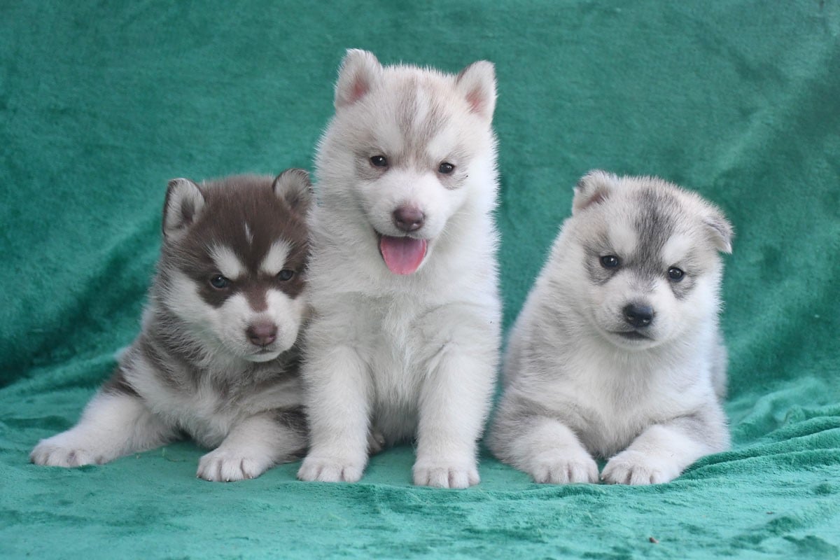 Siberian Husky - de la source du Montet