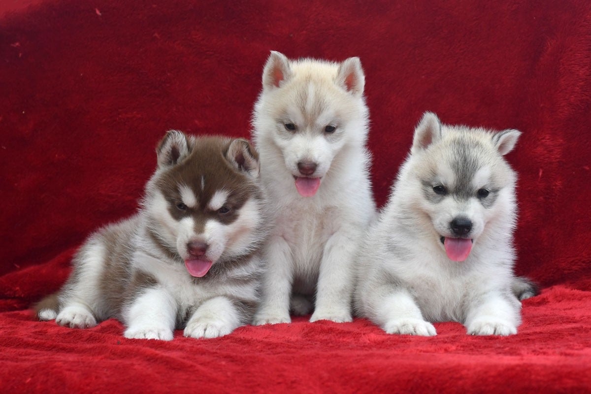 Siberian Husky - de la source du Montet