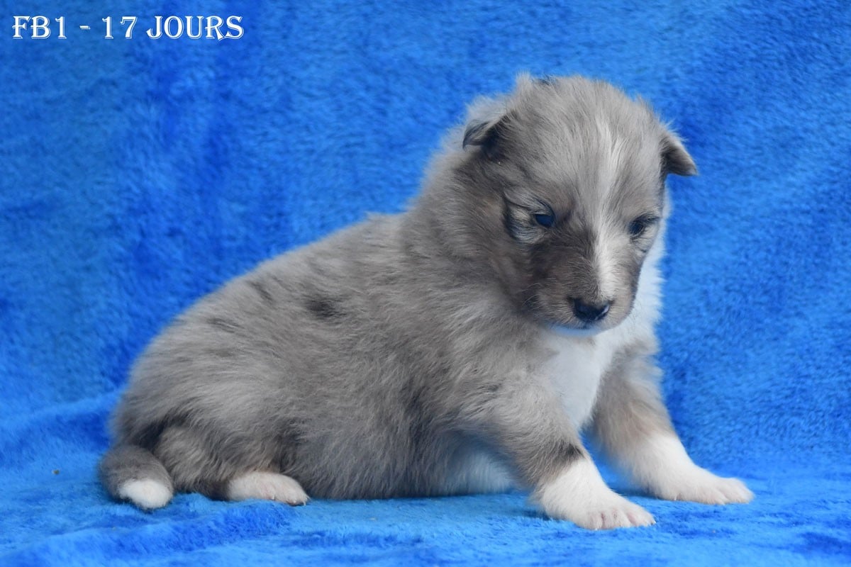 FB1 - Femelle Bleue