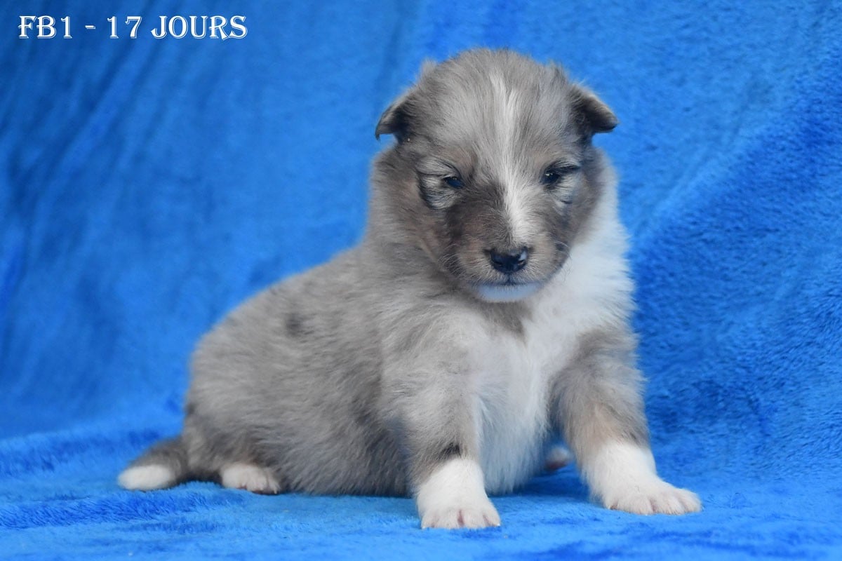 FB1 - Femelle Bleue