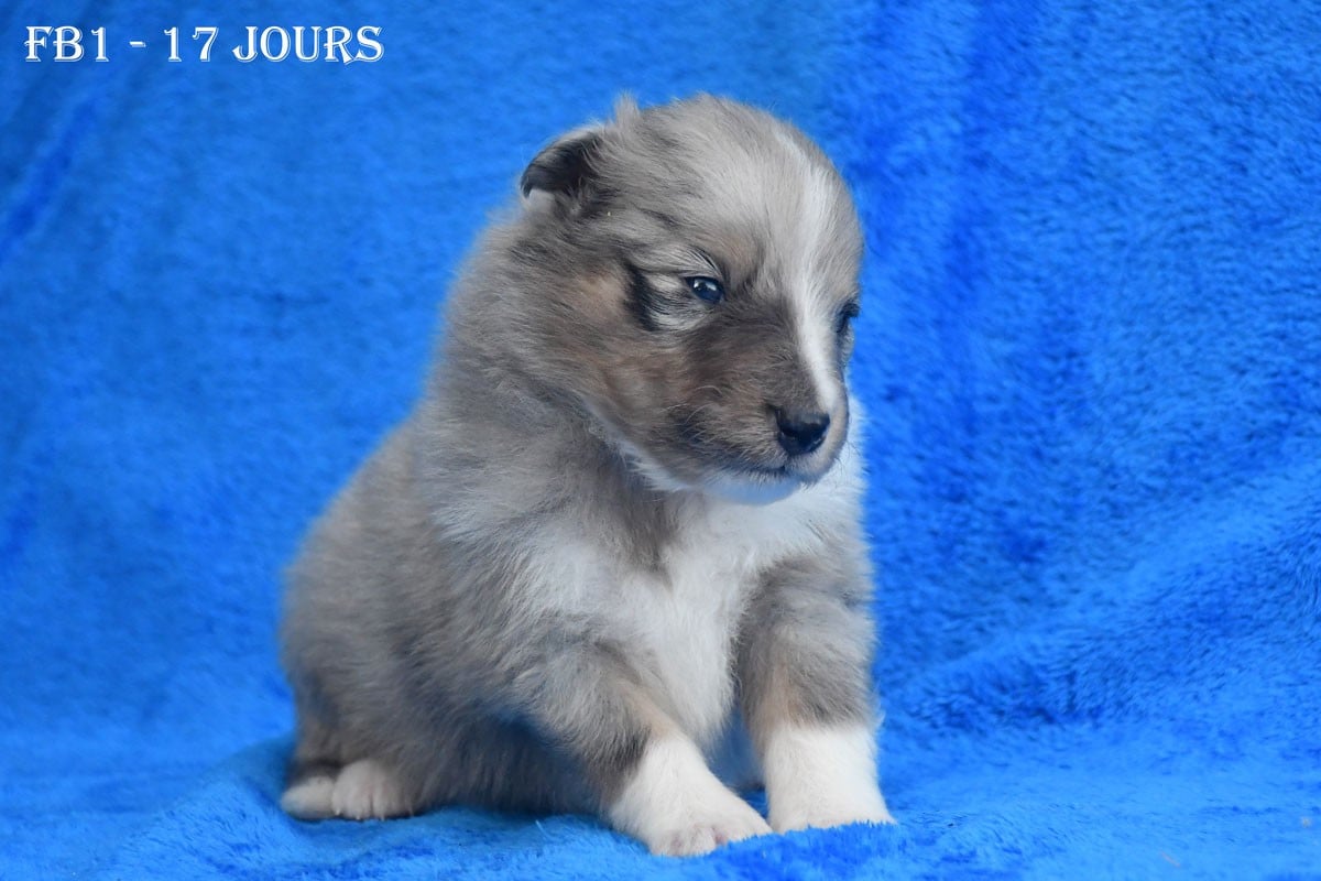FB1 - Femelle Bleue