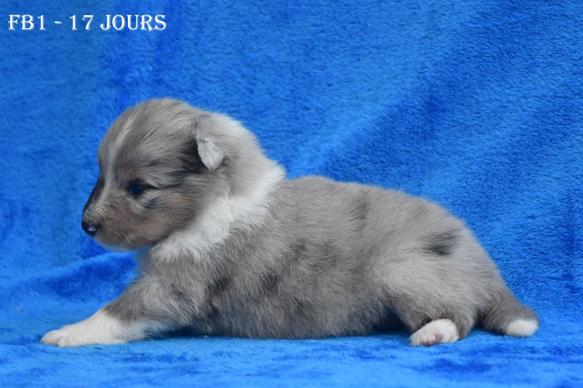 FB1 - Femelle Bleue