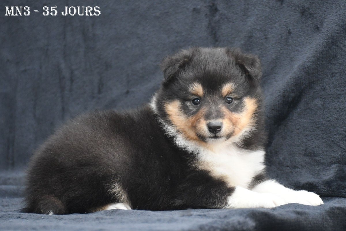 Shetland Sheepdog - de la source du Montet