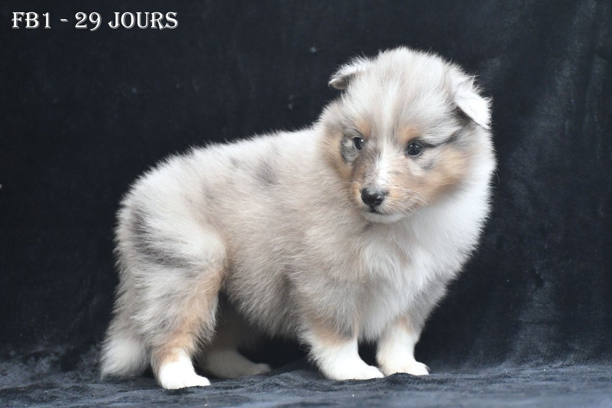 FB1 - Femelle Bleue