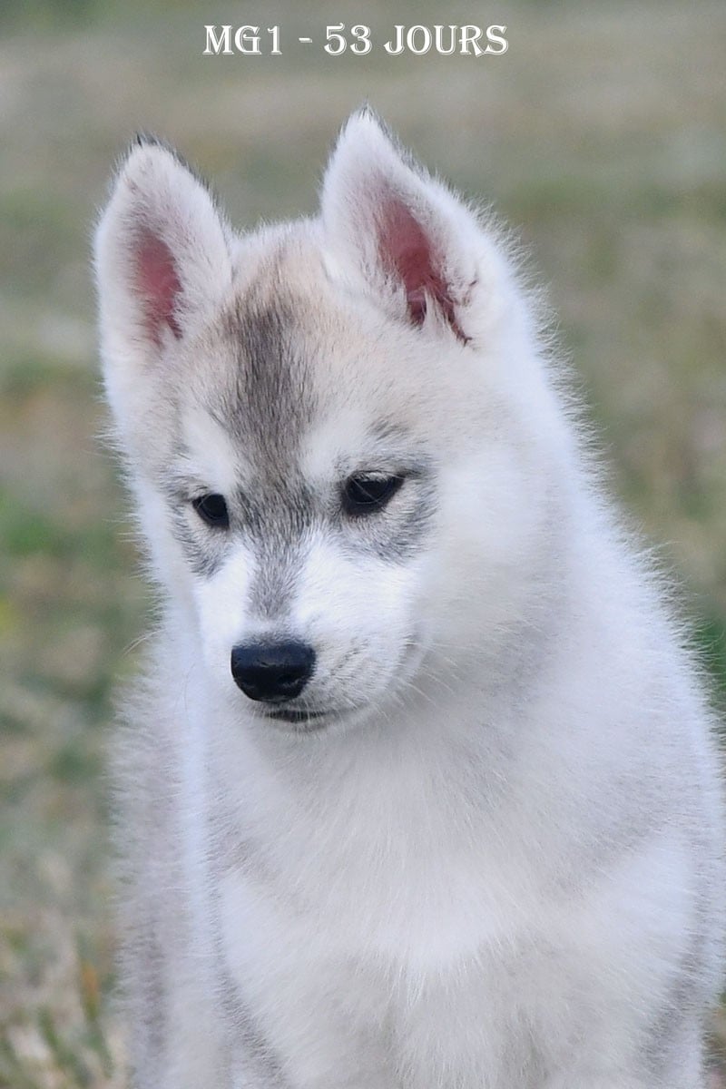 Siberian Husky - de la source du Montet