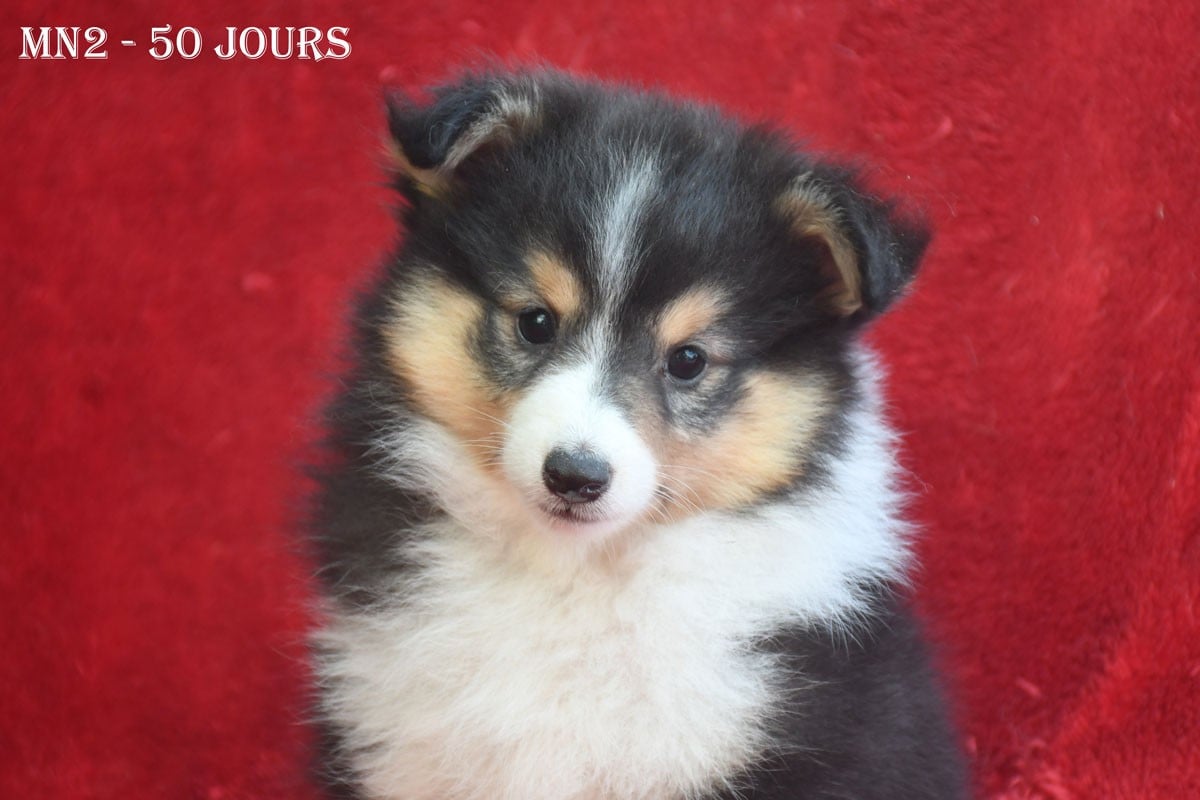 Shetland Sheepdog - de la source du Montet