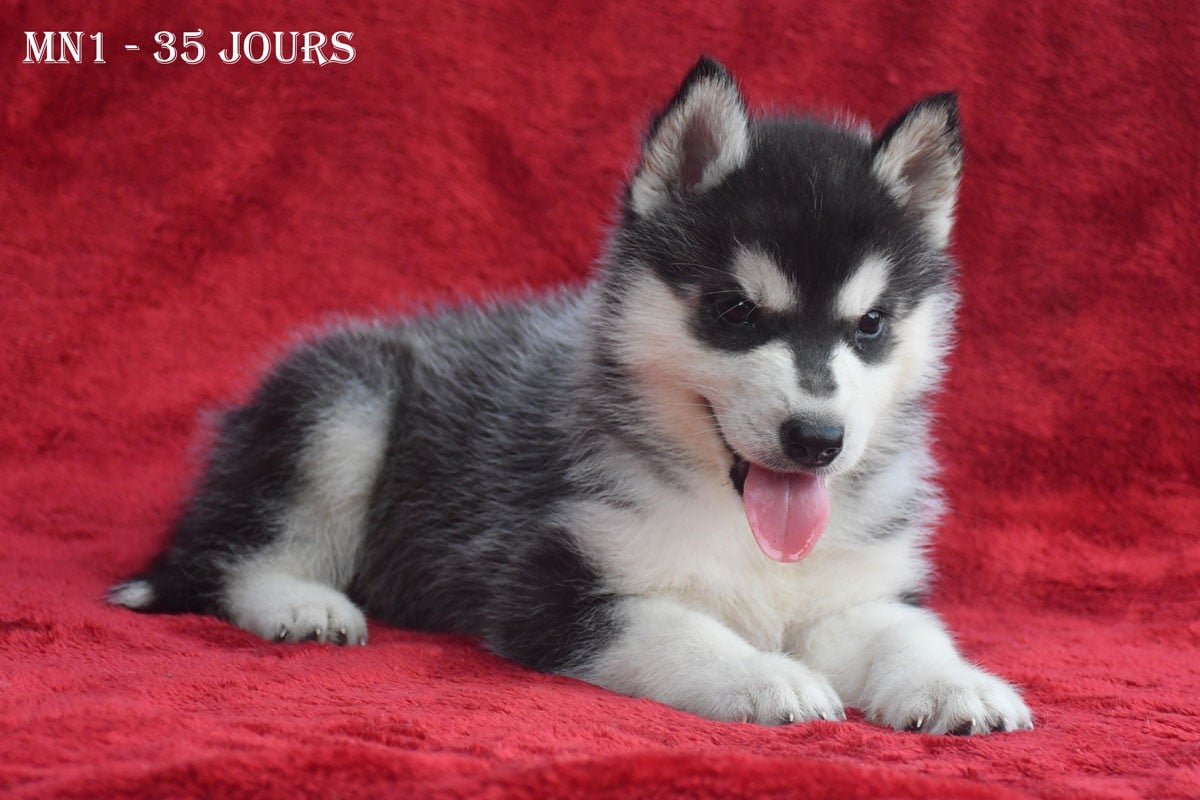 Siberian Husky - de la source du Montet