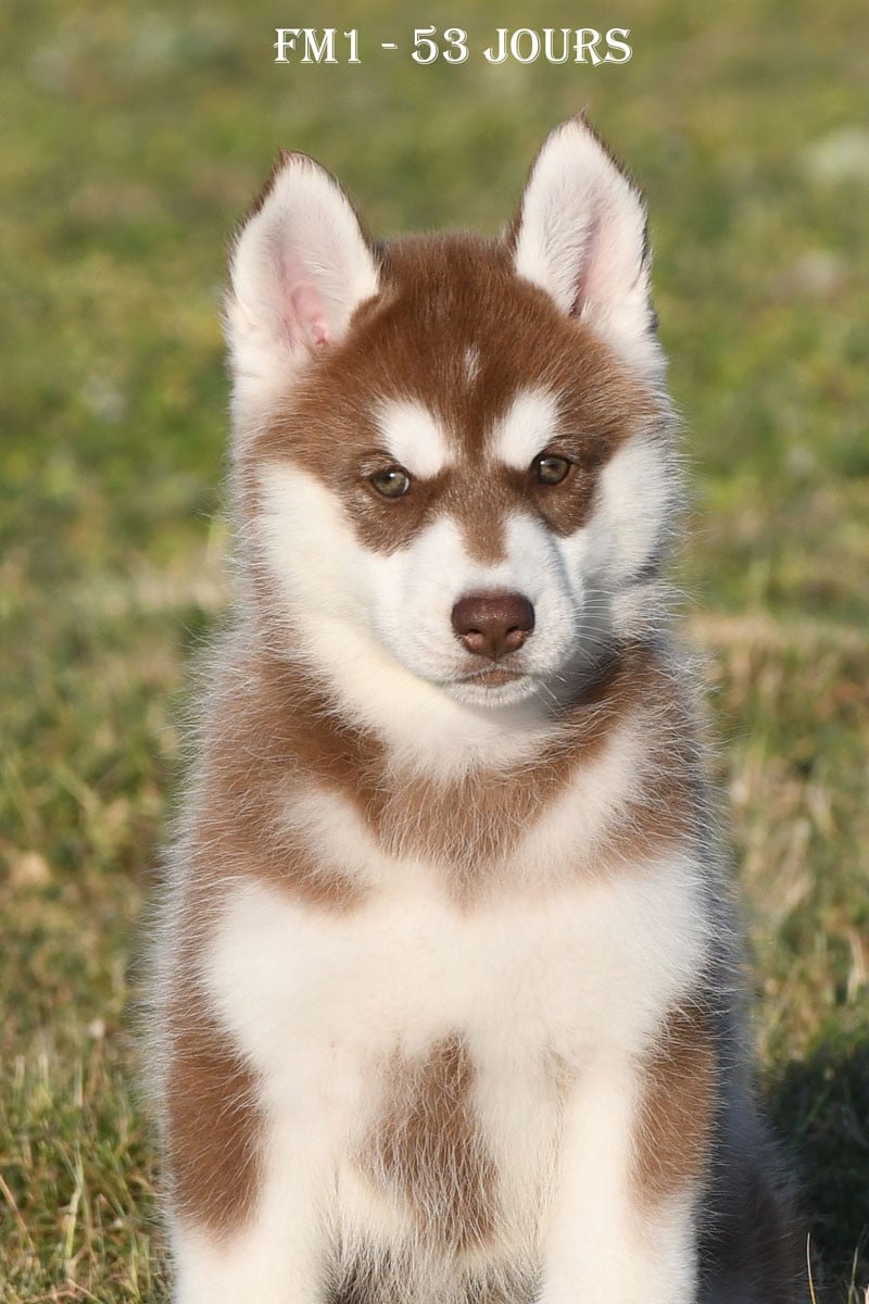 Siberian Husky - de la source du Montet