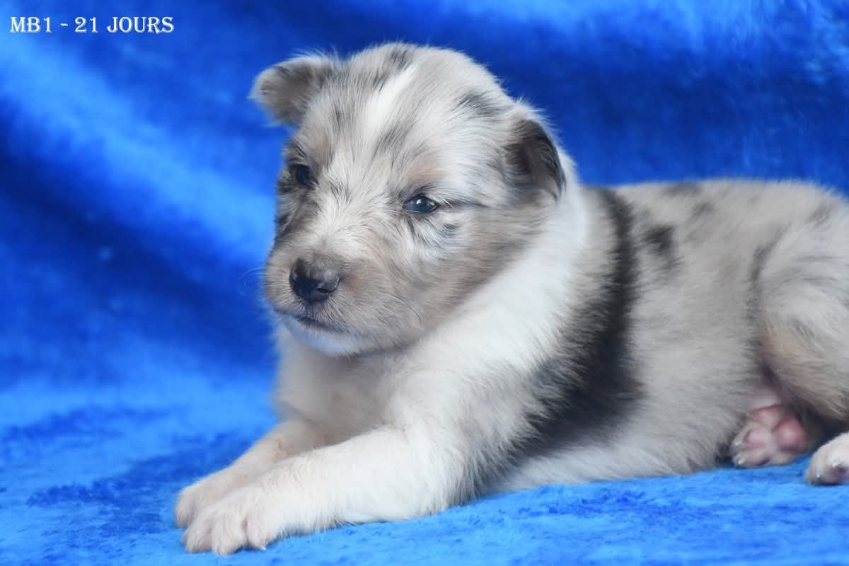 Shetland Sheepdog - de la source du Montet