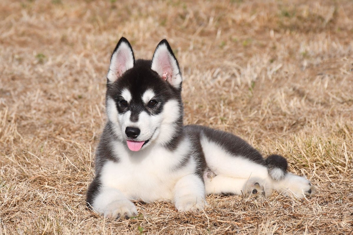 Siberian Husky - de la source du Montet