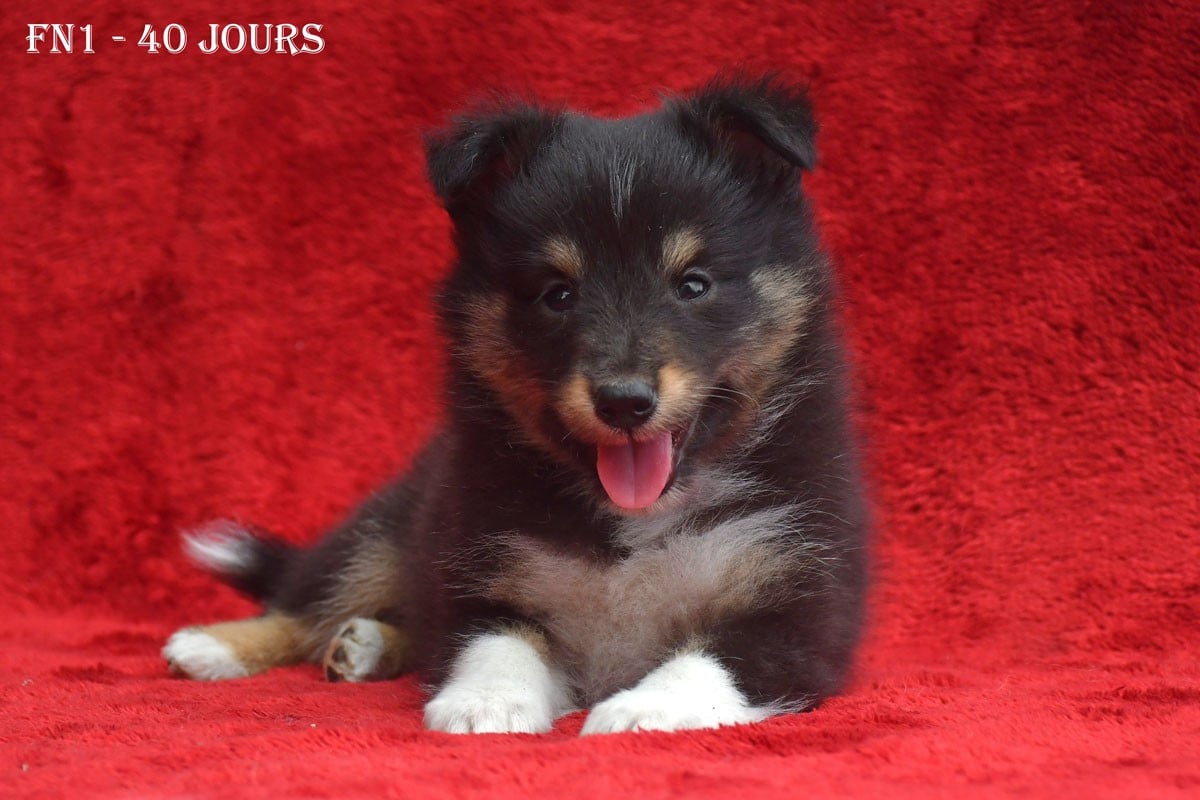 Shetland Sheepdog - de la source du Montet