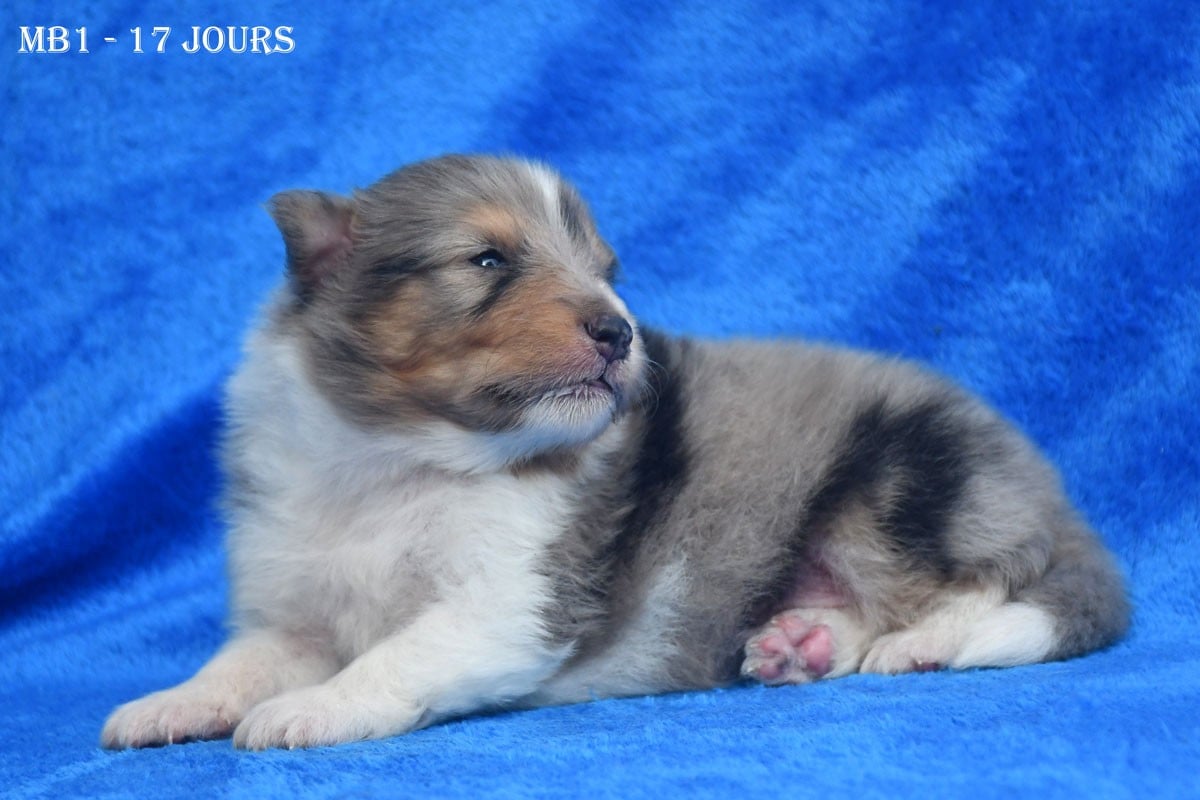 Shetland Sheepdog - de la source du Montet