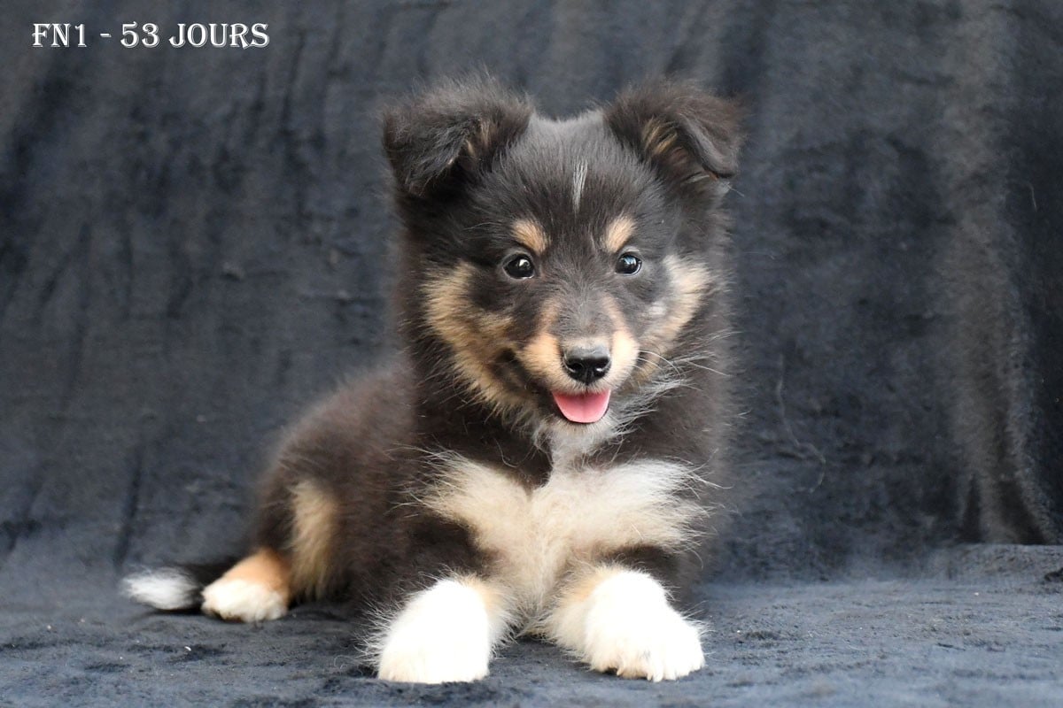 Shetland Sheepdog - de la source du Montet