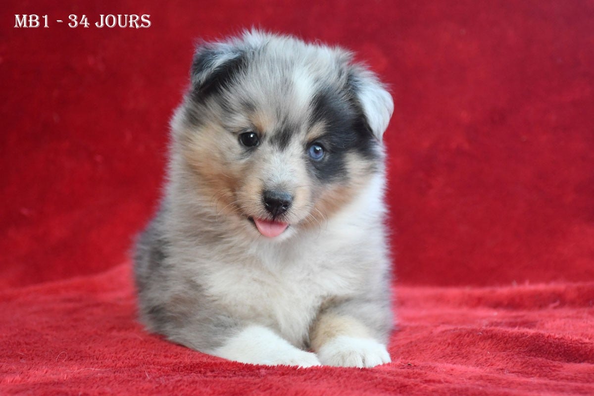 Shetland Sheepdog - de la source du Montet