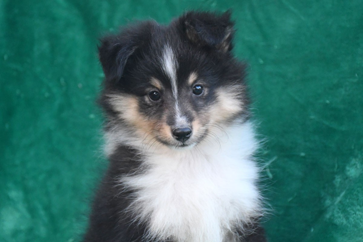 Bellona