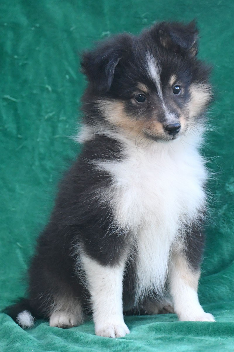 Bellona