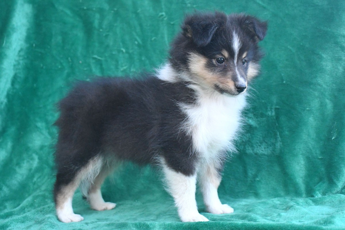 Bellona