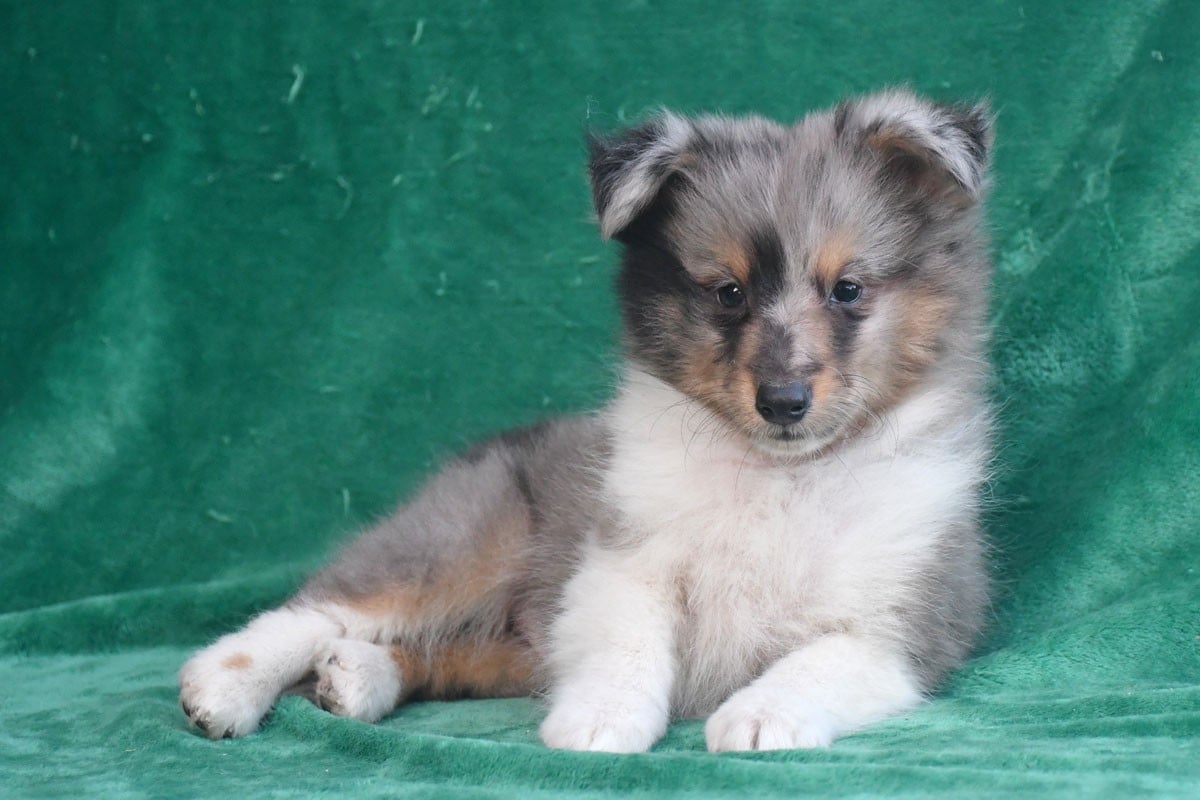 Shetland Sheepdog - de la source du Montet