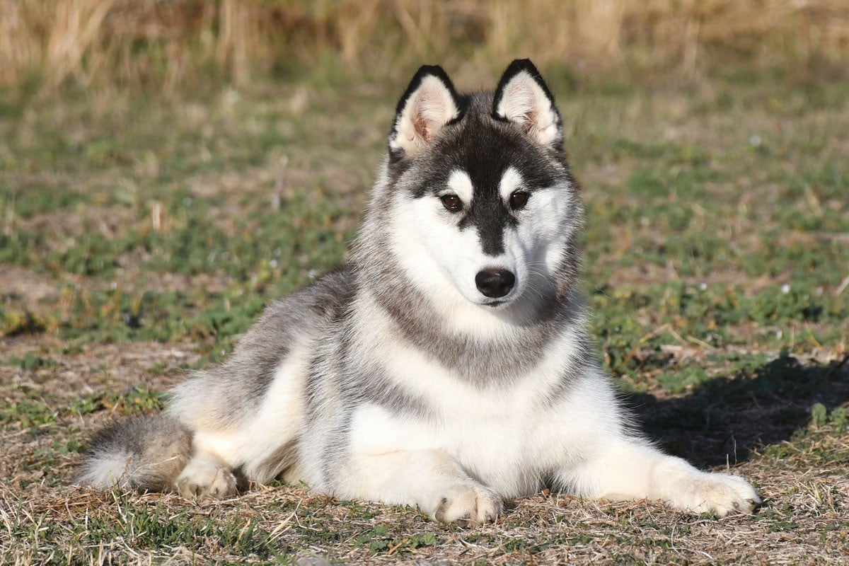 Siberian Husky - de la source du Montet
