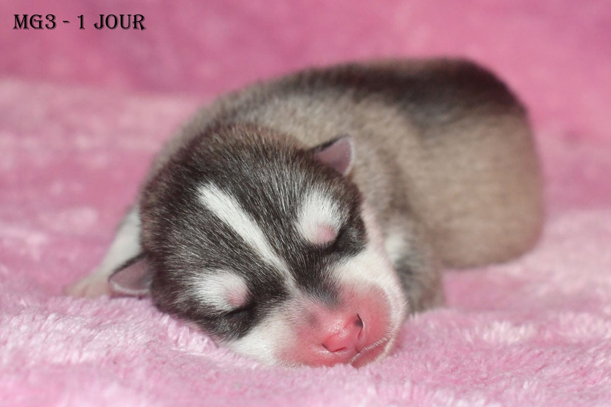 MG3 - Mâle gris - Siberian Husky