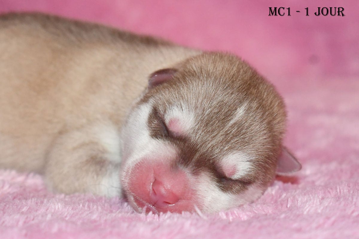 MC1 - Mâle cuivre - Siberian Husky