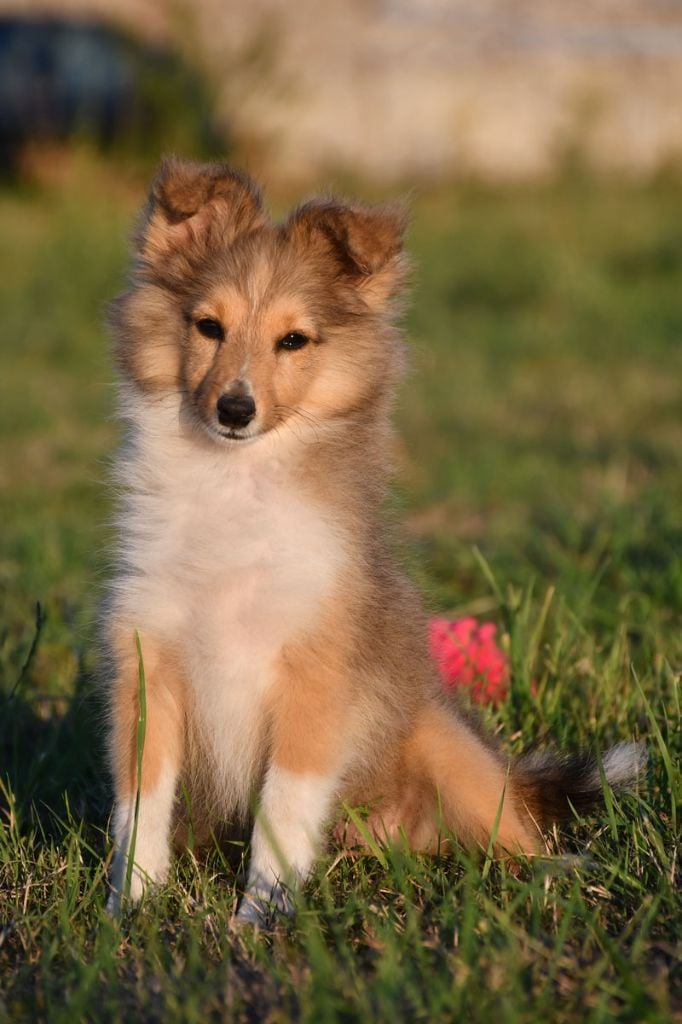 CHIOT 1 - Shetland Sheepdog
