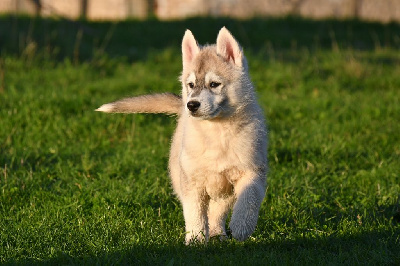Tender Silver Boy  - Siberian Husky