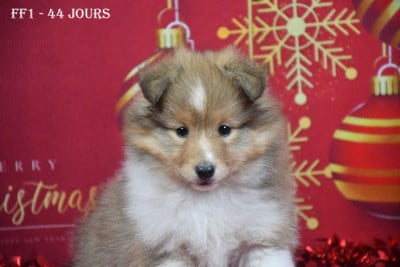 Les chiots de Shetland Sheepdog