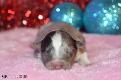 Les chiots de Shetland Sheepdog