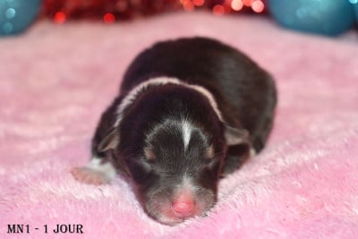 Les chiots de Shetland Sheepdog