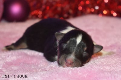 Les chiots de Shetland Sheepdog